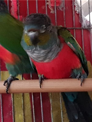 Green cheek và Crimson nằm là kỹ năng bẩm sinh (đến một giai đoạn nào đó sẽ  tự nãy sinh). Nhiệm vụ của người chủ là phát hiện kịp thời kỹ năng
