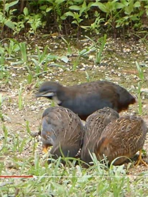 Hội Gà Rutin - Cút Kiểng Mini Vietnam Fancy Quails | Facebook