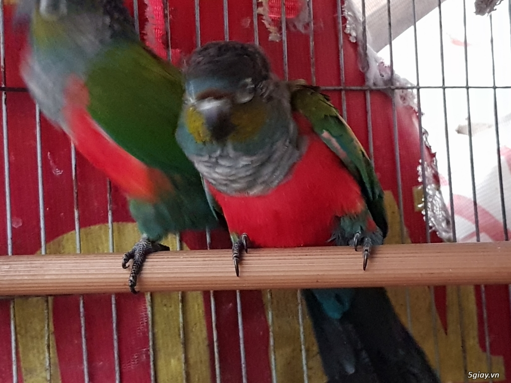 Cần bán: Cặp vẹt Crimson Bellied Conure