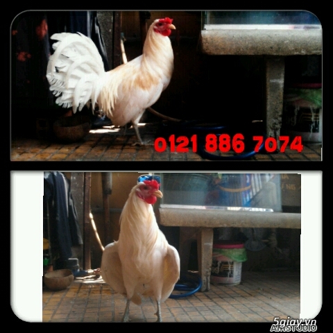 Gà con Tre Mỹ Bướm hàng chất lượng !!! (White Kelso, Pyle)  Tân Phú - He/2014/10/20141002_7bf820393b7659e1a343732ba21f48ba_1412244285.jpg