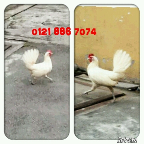 Gà con Tre Mỹ Bướm hàng chất lượng !!! (White Kelso, Pyle)  Tân Phú - HCM - 37
