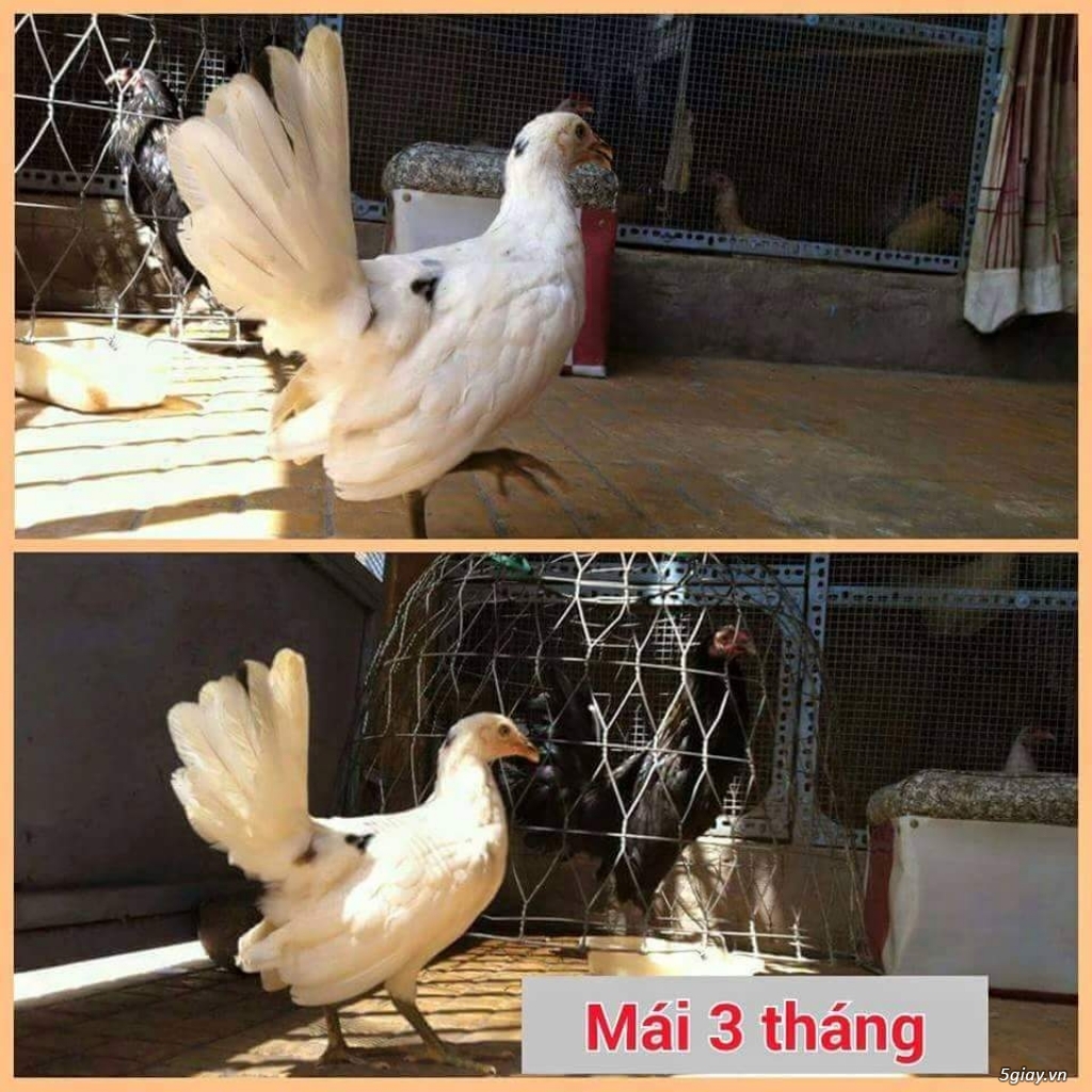 Gà con Tre Mỹ Bướm hàng chất lượng !!! (White Kelso, Pyle)  Tân Phú - HCM - 25