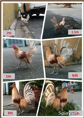 Gà con Tre Mỹ Bướm hàng chất lượng !!! (White Kelso, Pyle)  Tân Phú - HCM - 3