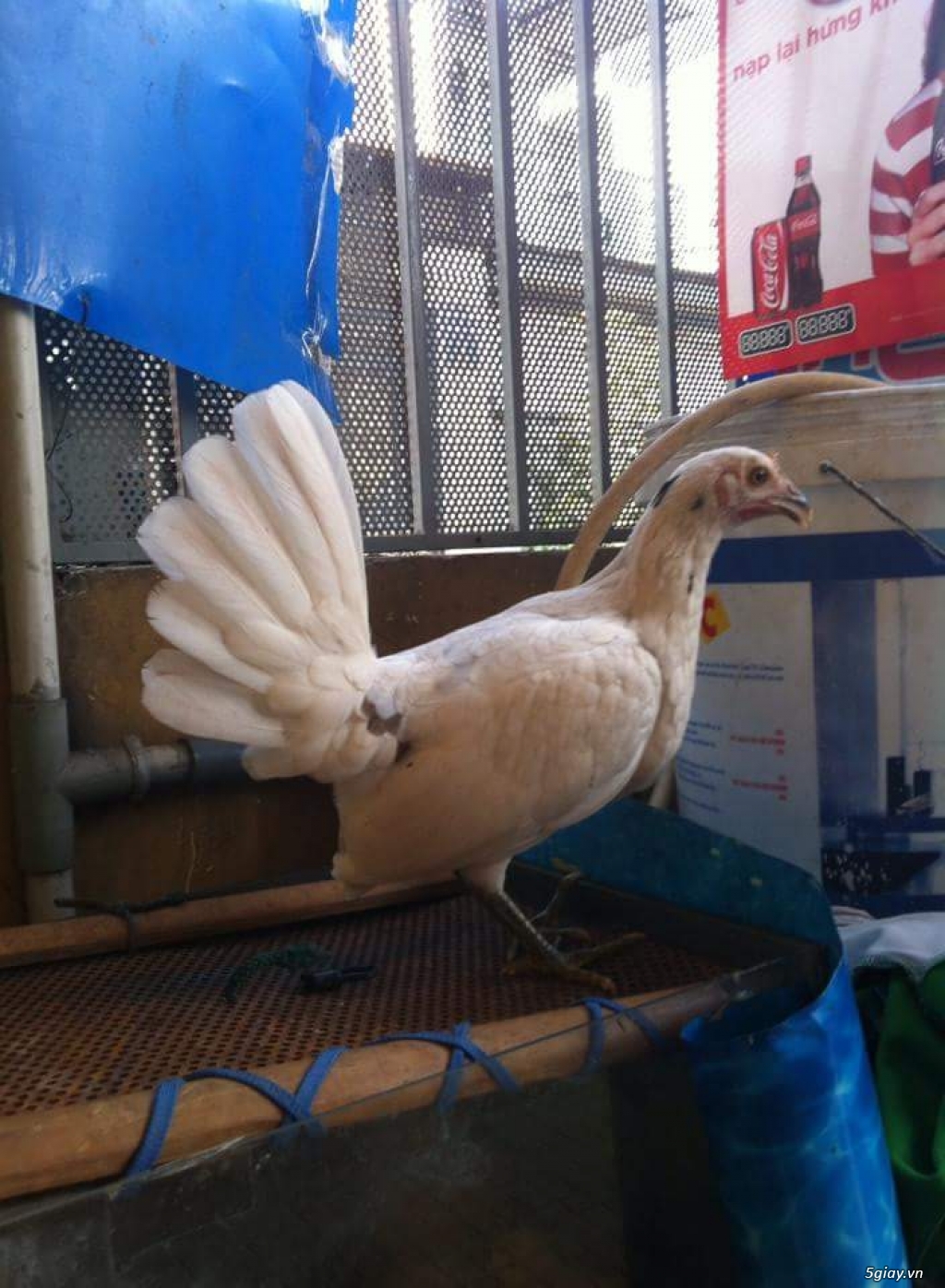 Gà con Tre Mỹ Bướm hàng chất lượng !!! (White Kelso, Pyle)  Tân Phú - HCM - 29