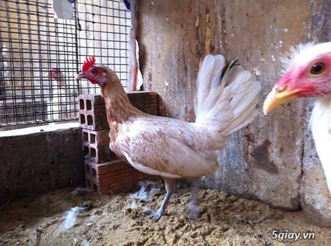 Gà con Tre Mỹ Bướm hàng chất lượng !!! (White Kelso, Pyle)  Tân Phú - HCM - 9