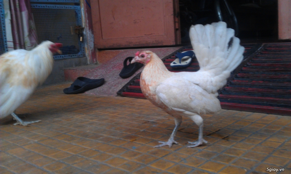 Gà con Tre Mỹ Bướm hàng chất lượng !!! (White Kelso, Pyle)  Tân Phú - HCM - 38