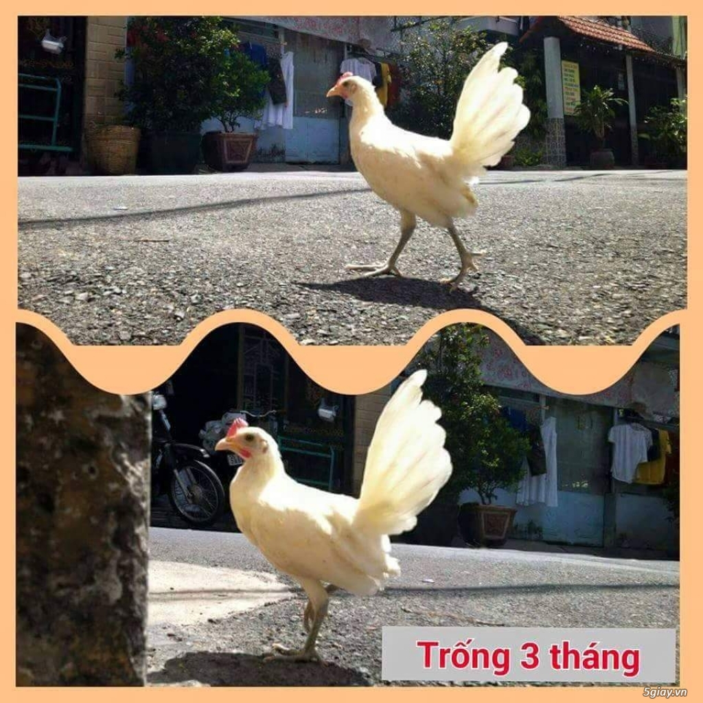 Gà con Tre Mỹ Bướm hàng chất lượng !!! (White Kelso, Pyle)  Tân Phú - HCM - 26