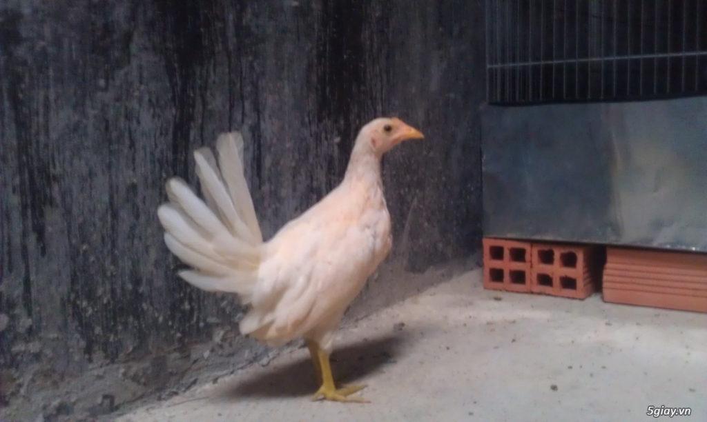 Gà con Tre Mỹ Bướm hàng chất lượng !!! (White Kelso, Pyle)  Tân Phú - HCM - 28