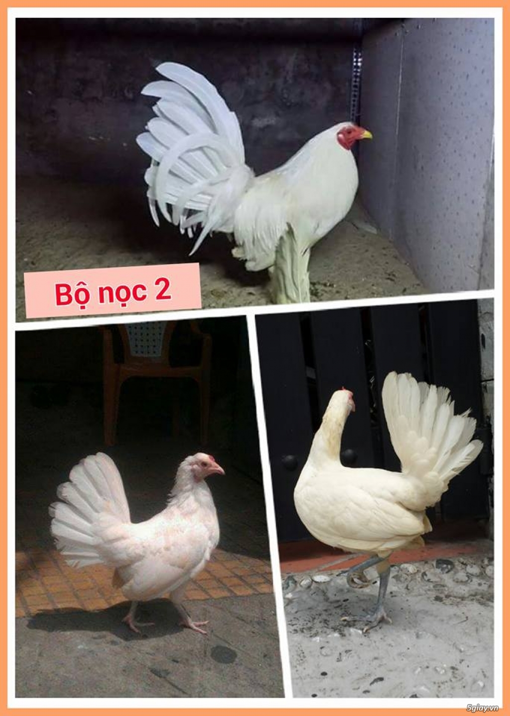 Gà con Tre Mỹ Bướm hàng chất lượng !!! (White Kelso, Pyle)  Tân Phú - HCM - 10