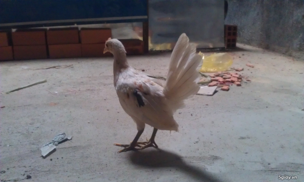 Gà con Tre Mỹ Bướm hàng chất lượng !!! (White Kelso, Pyle)  Tân Phú - HCM - 27