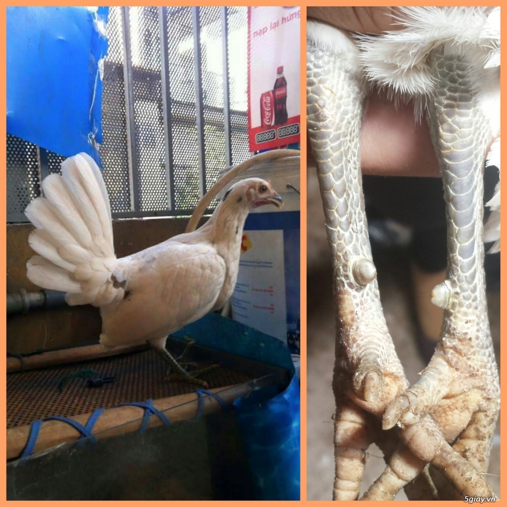 Gà con Tre Mỹ Bướm hàng chất lượng !!! (White Kelso, Pyle)  Tân Phú - HCM - 13