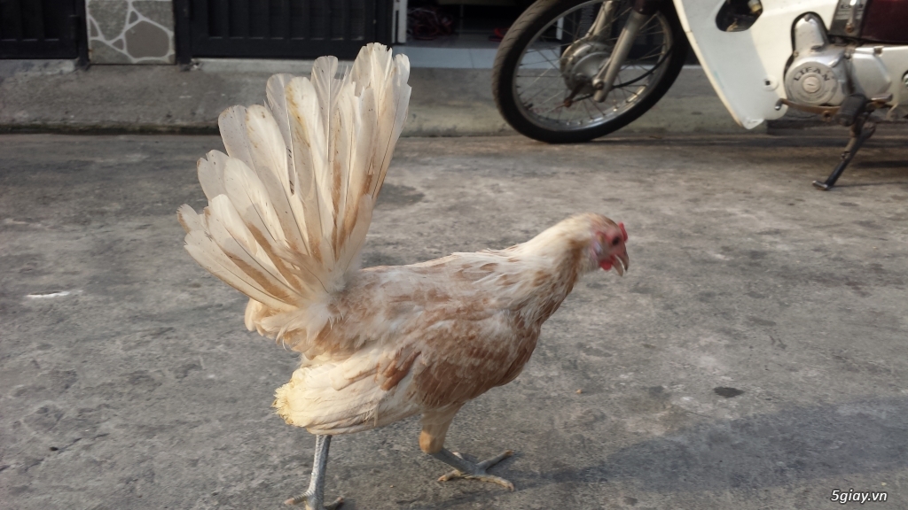 Gà con Tre Mỹ Bướm hàng chất lượng !!! (White Kelso, Pyle)  Tân Phú - HCM - 8