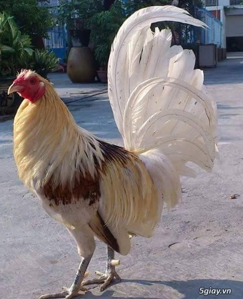 Gà con Tre Mỹ Bướm hàng chất lượng !!! (White Kelso, Pyle)  Tân Phú - HCM - 5