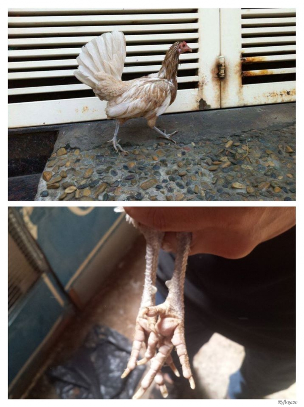 Gà con Tre Mỹ Bướm hàng chất lượng !!! (White Kelso, Pyle)  Tân Phú - HCM - 7