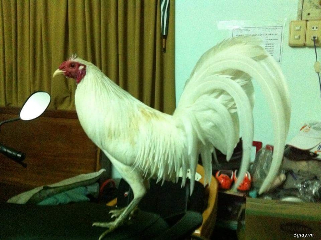 Gà con Tre Mỹ Bướm hàng chất lượng !!! (White Kelso, Pyle)  Tân Phú - HCM - 33