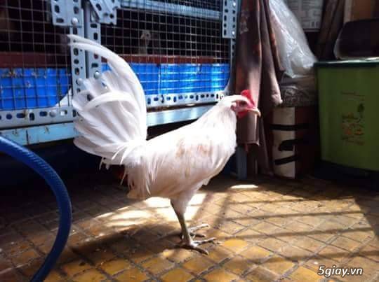 Gà con Tre Mỹ Bướm hàng chất lượng !!! (White Kelso, Pyle)  Tân Phú - HCM - 30