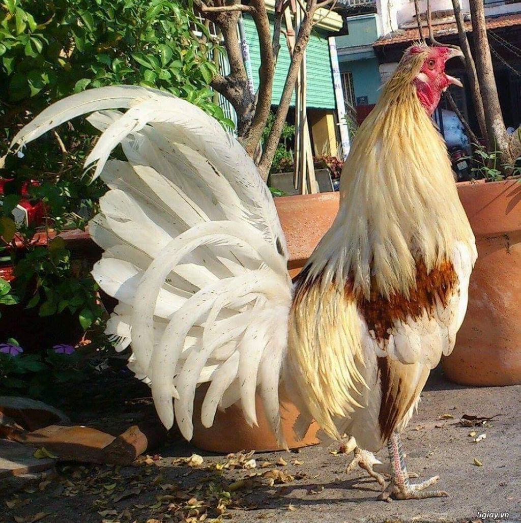 Gà con Tre Mỹ Bướm hàng chất lượng !!! (White Kelso, Pyle)  Tân Phú - HCM - 4