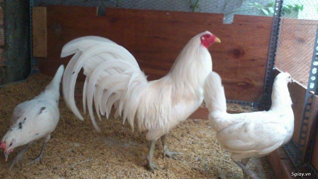 Gà con Tre Mỹ Bướm hàng chất lượng !!! (White Kelso, Pyle)  Tân Phú - HCM - 12