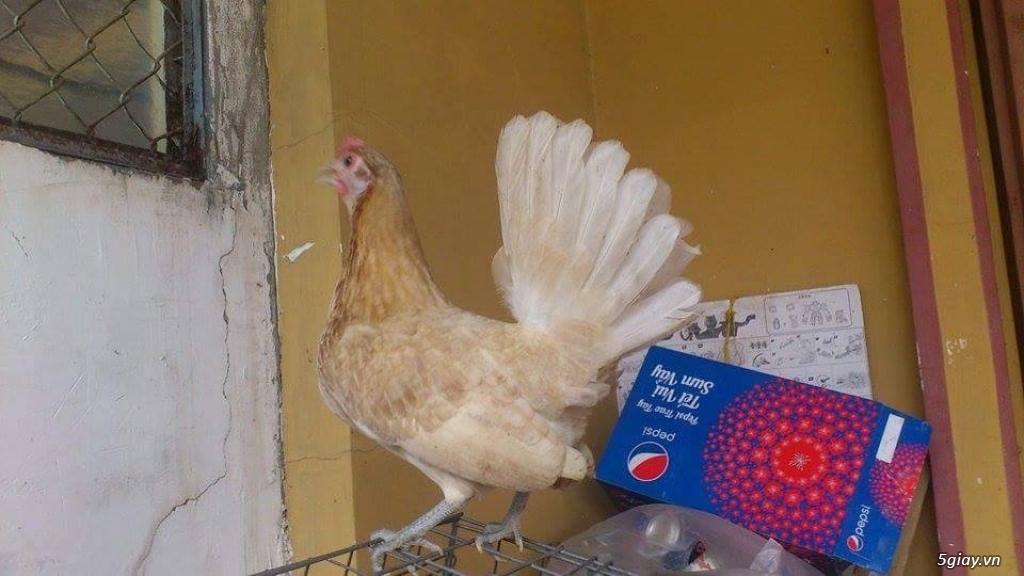 Gà con Tre Mỹ Bướm hàng chất lượng !!! (White Kelso, Pyle)  Tân Phú - HCM - 6