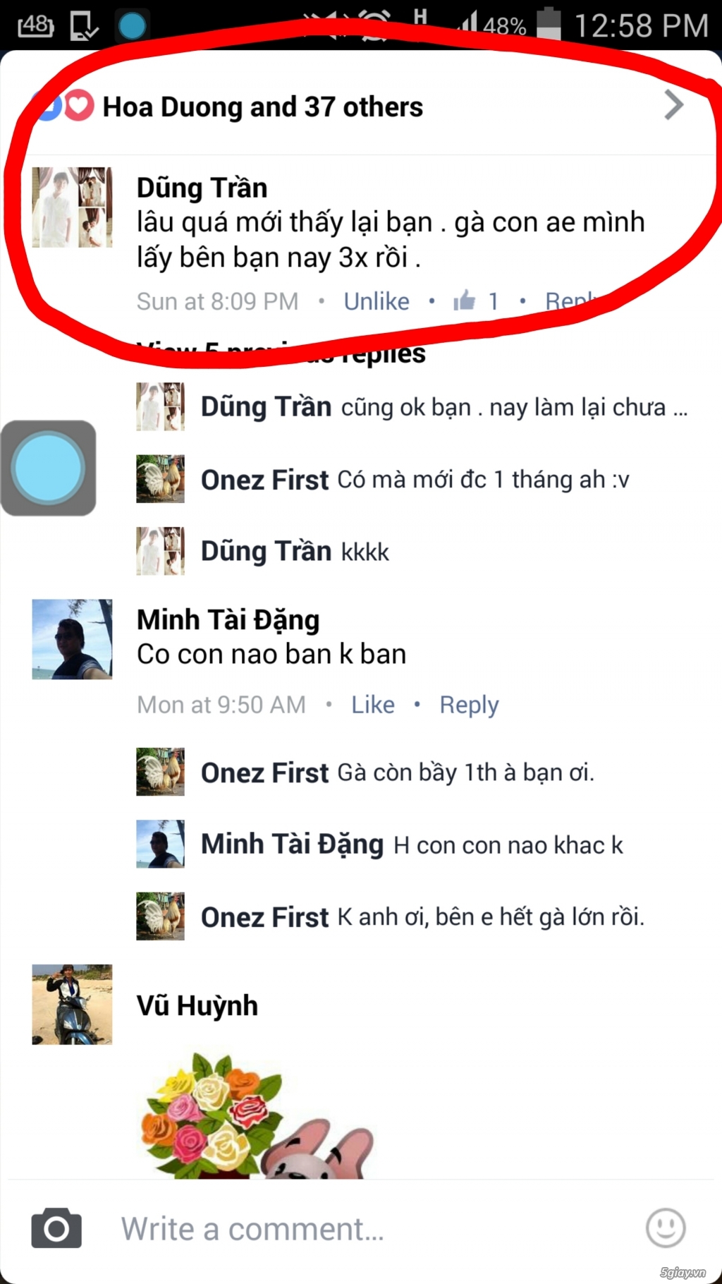 Gà con Tre Mỹ Bướm hàng chất lượng !!! (White Kelso, Pyle)  Tân Phú - HCM - 44