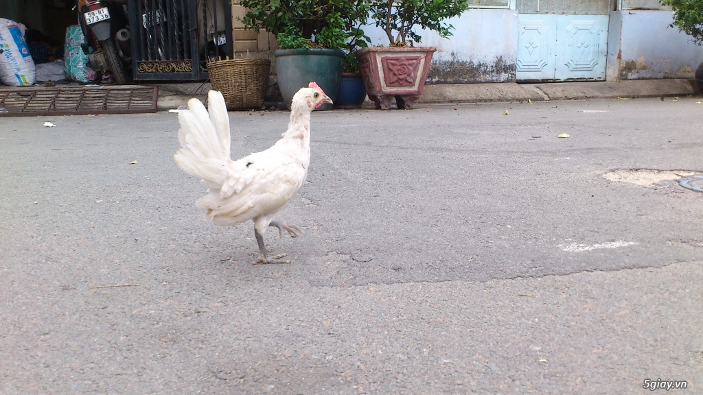 Gà con Tre Mỹ Bướm hàng chất lượng !!! (White Kelso, Pyle)  Tân Phú - HCM - 20