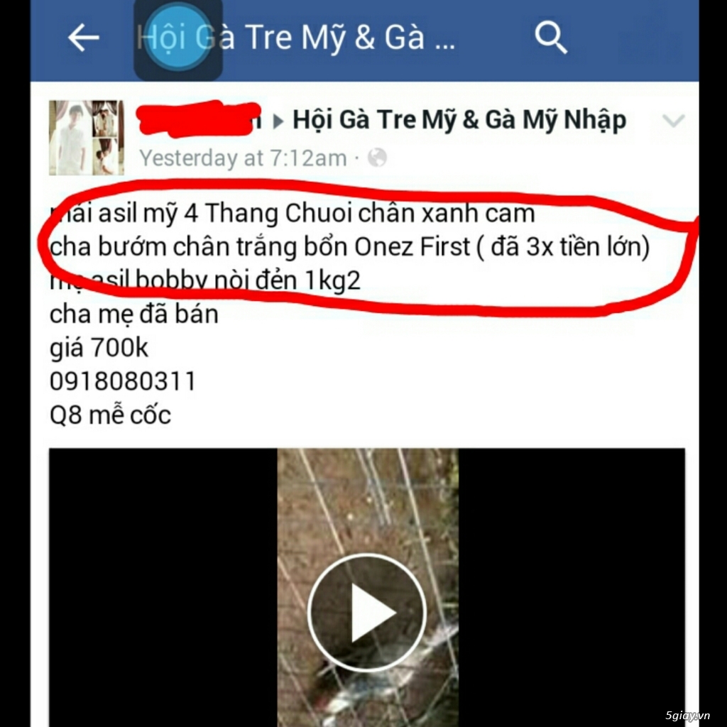 Gà con Tre Mỹ Bướm hàng chất lượng !!! (White Kelso, Pyle)  Tân Phú - HCM - 45