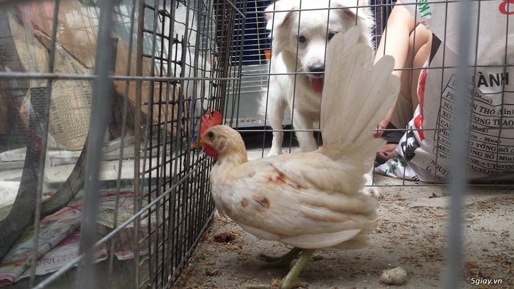 Gà con Tre Mỹ Bướm hàng chất lượng !!! (White Kelso, Pyle)  Tân Phú - HCM - 19