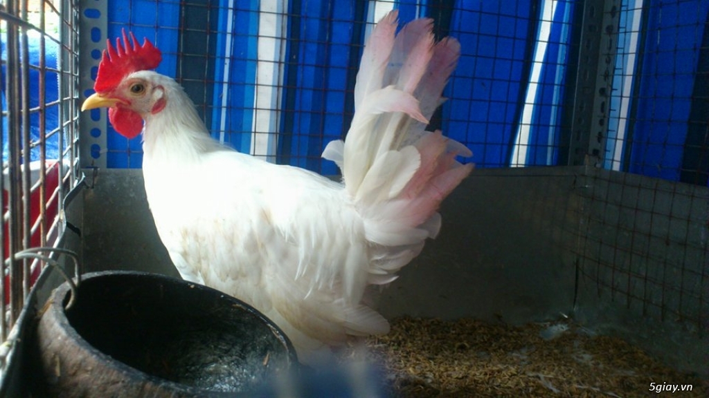 Gà con Tre Mỹ Bướm hàng chất lượng !!! (White Kelso, Pyle)  Tân Phú - HCM - 22