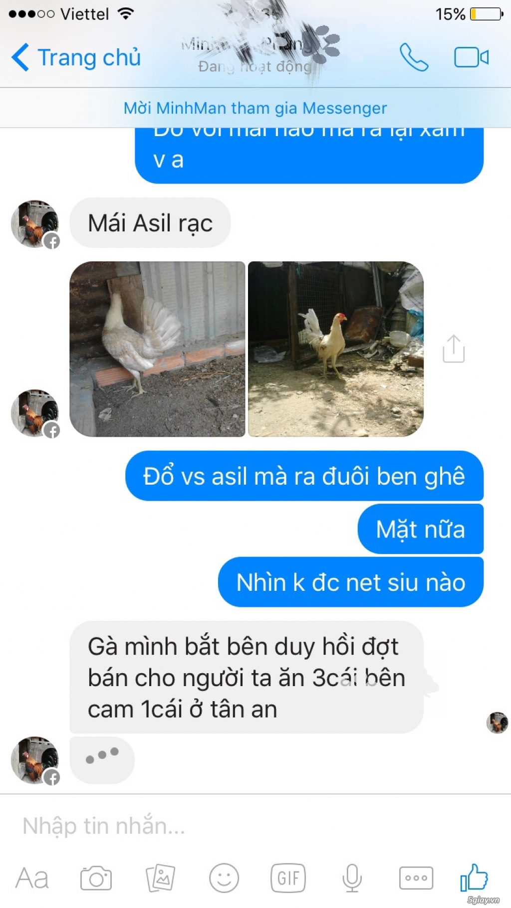 Gà con Tre Mỹ Bướm hàng chất lượng !!! (White Kelso, Pyle)  Tân Phú - HCM - 46